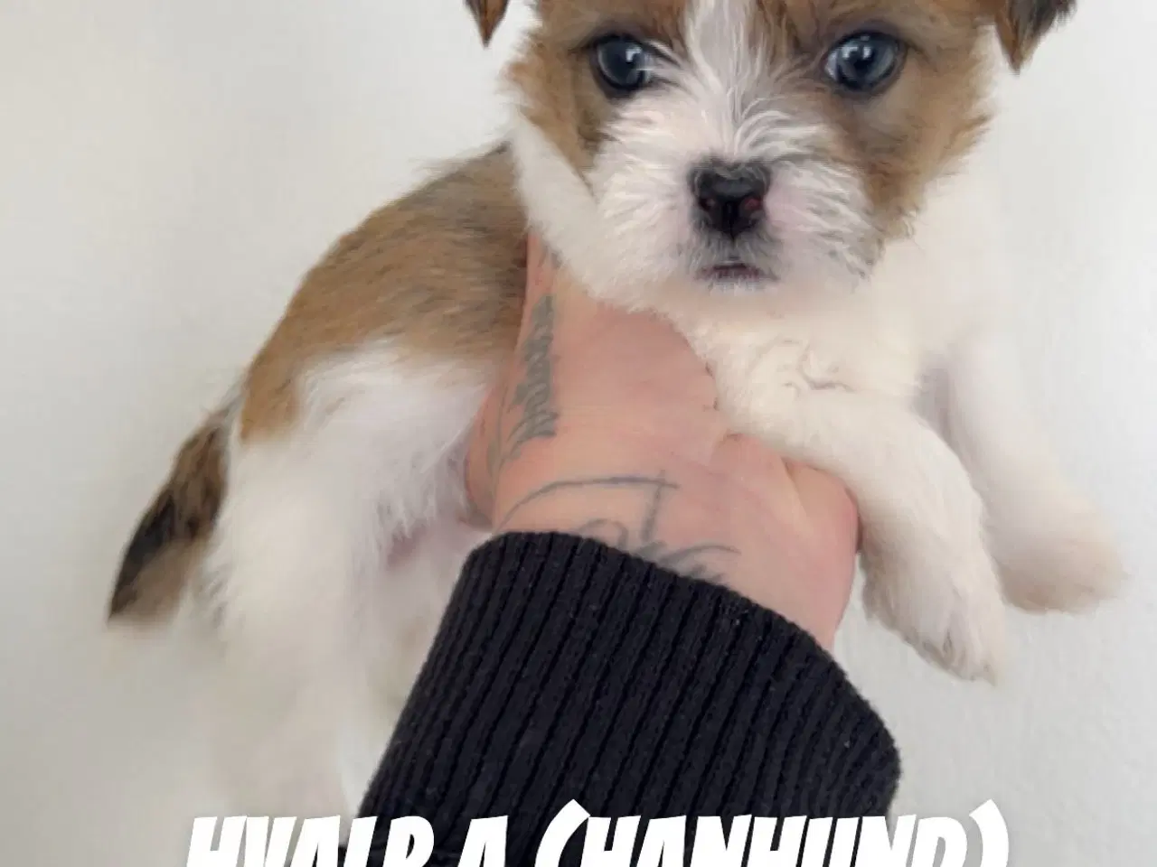 Billede 2 - Shih tzu