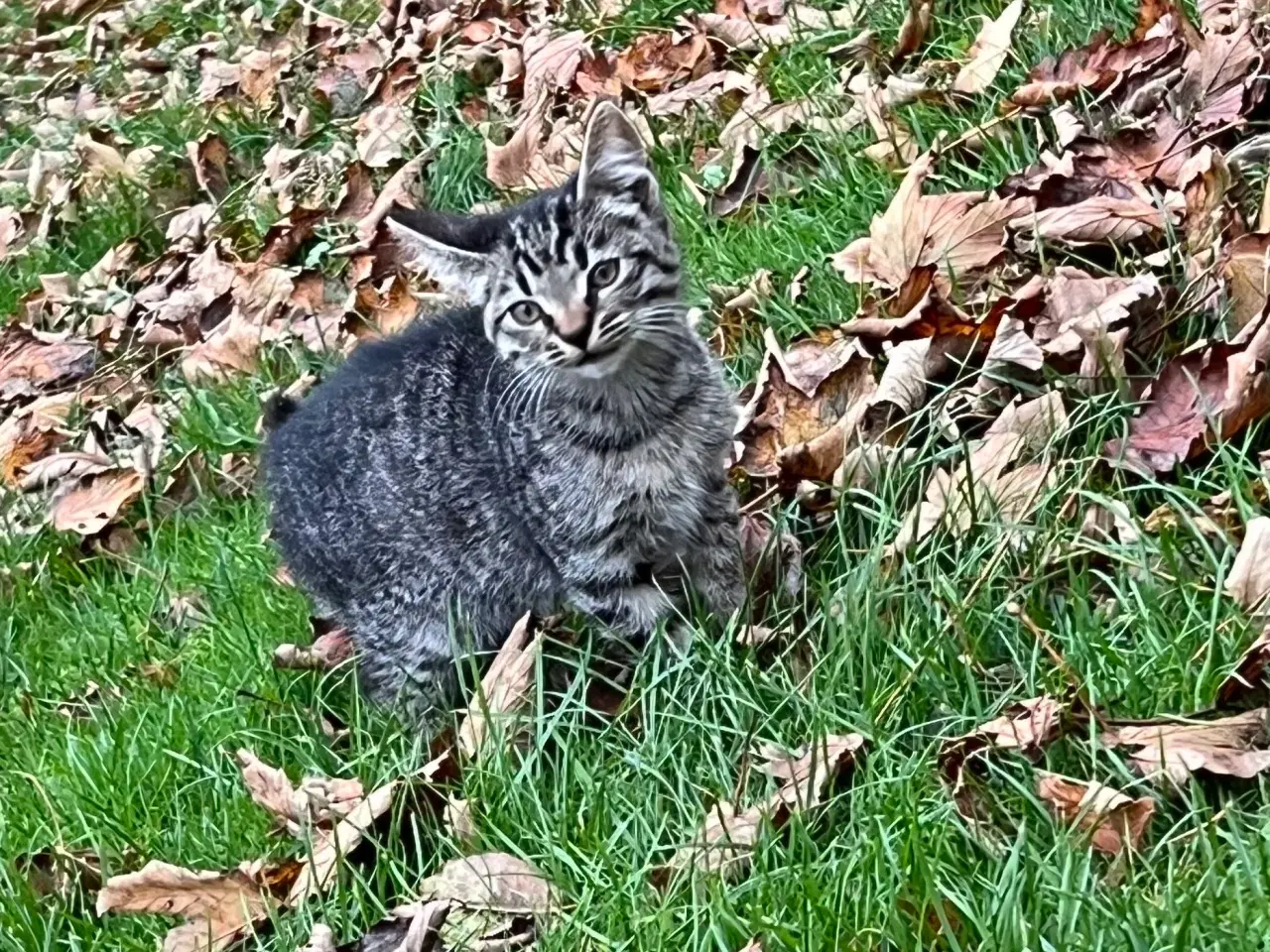 Billede 6 - To han killinger