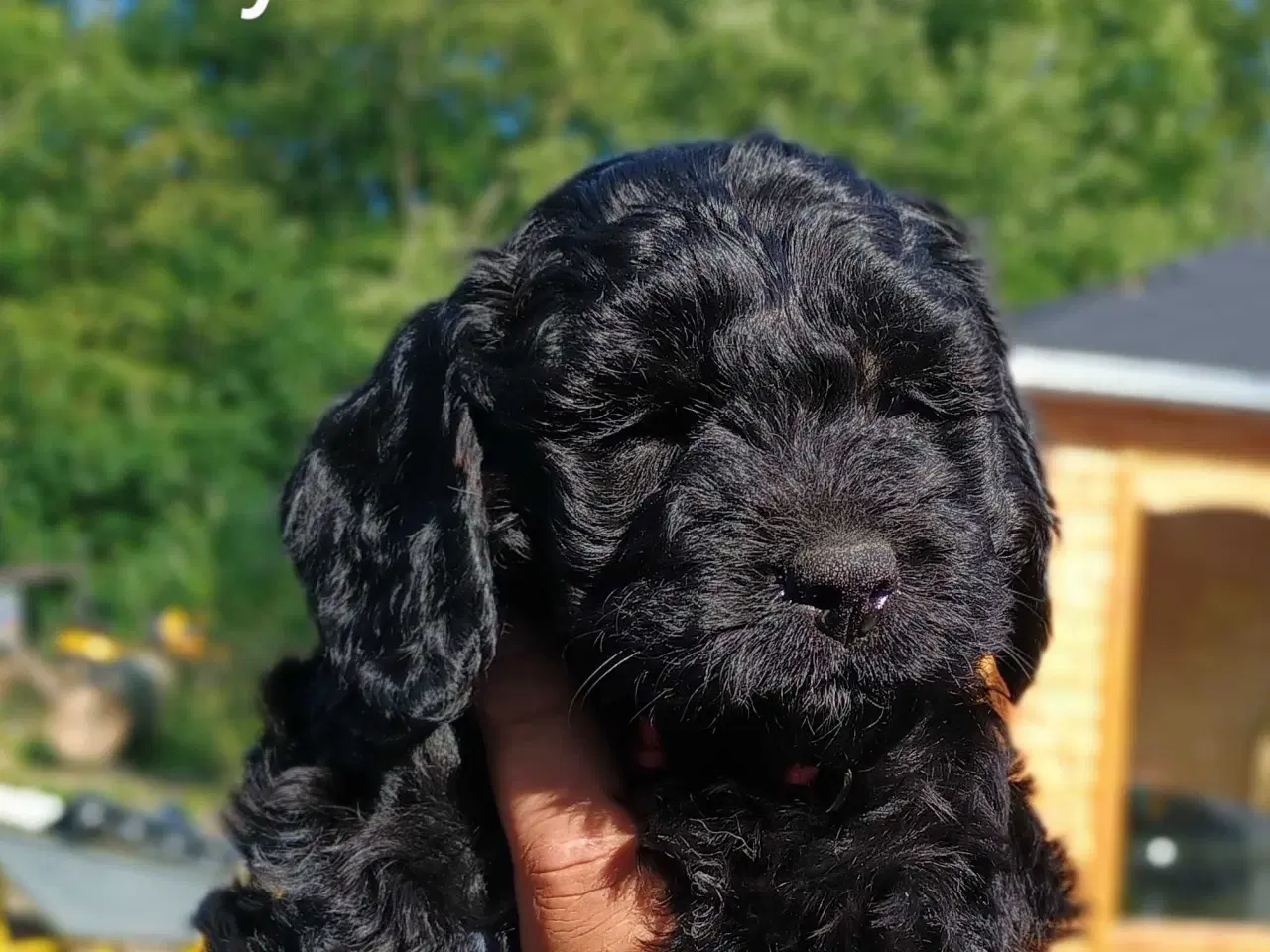 Billede 1 - Super socialiserede goldendoodles 