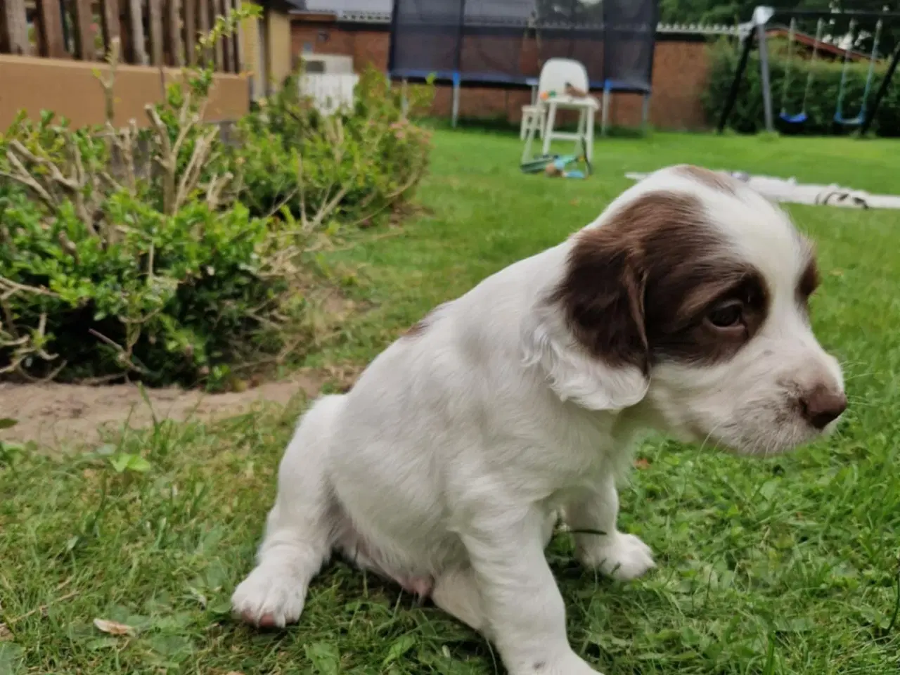 Billede 4 - Springer spaniel 2 hanner til salg