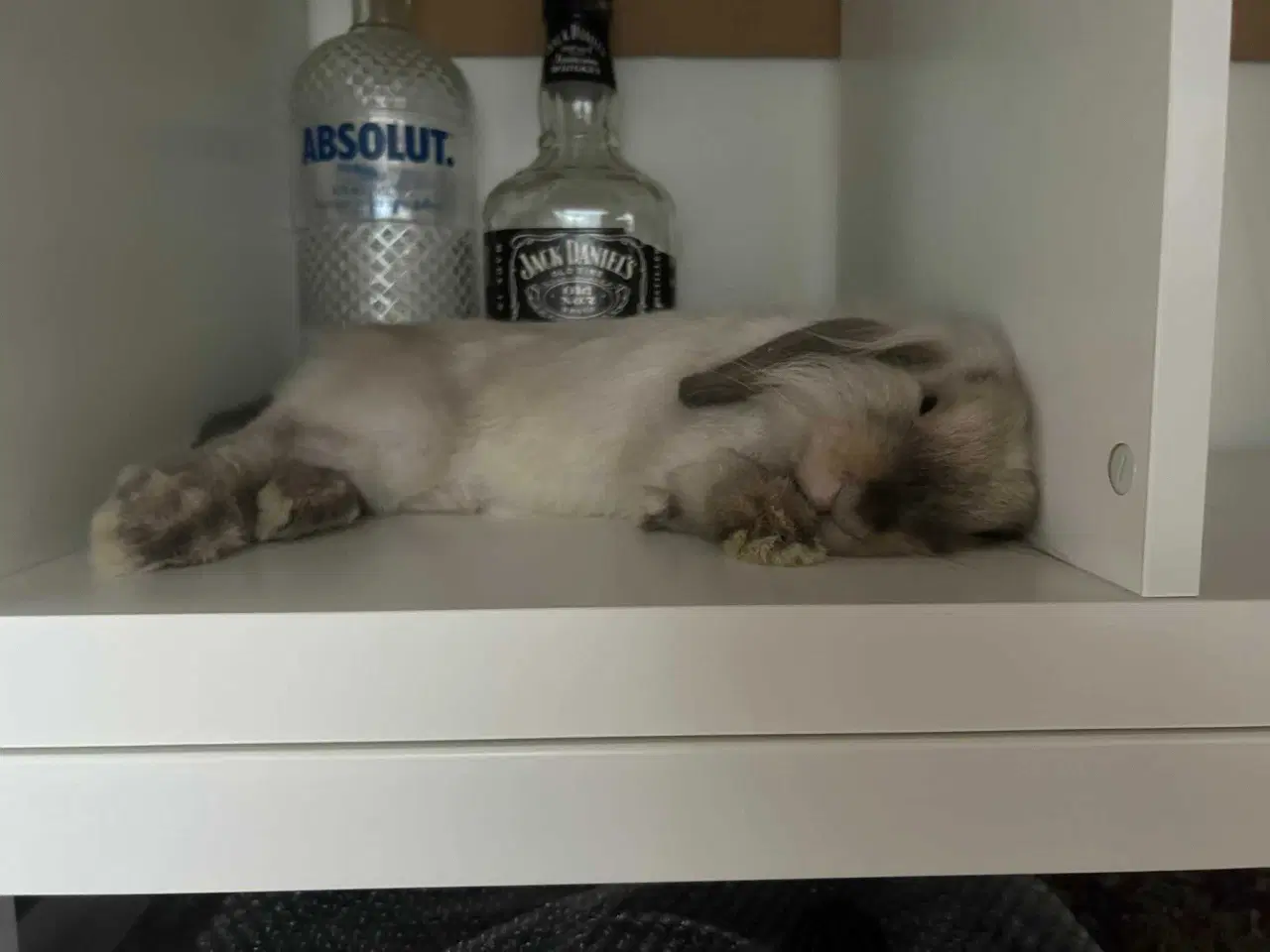 Billede 6 - Kiki er Kastreret og renlig 🐰