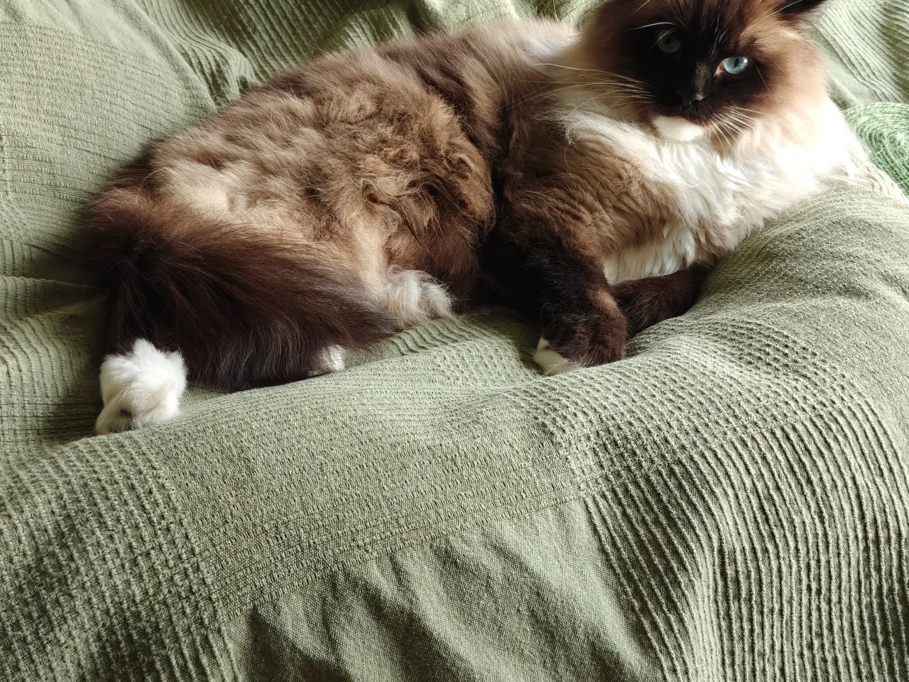 Billede 4 - Skøn Ragdoll 