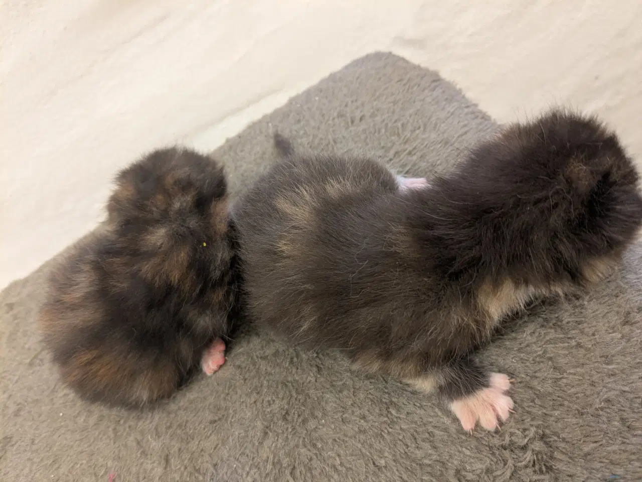 Billede 6 - Maine coon mix
