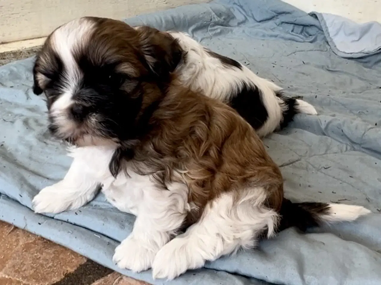 Billede 8 - Allergivenlig Shih Tzu hvalpe