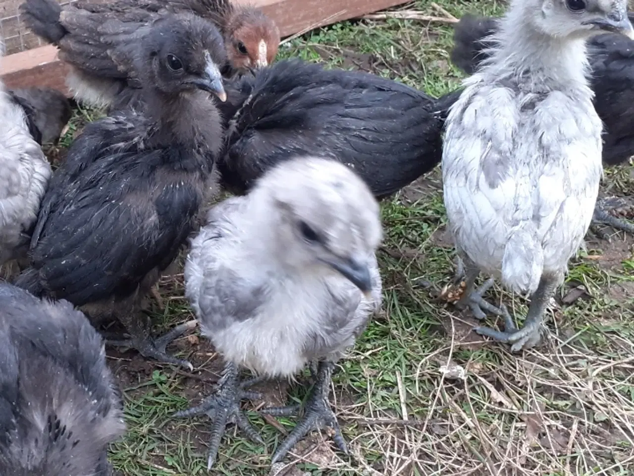 Billede 2 - Samlet 10 kyllinger i silke/mix