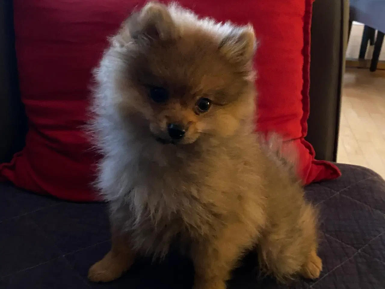 Billede 1 - Pomeranian. Super dejlig ren Pomeranian dreng.