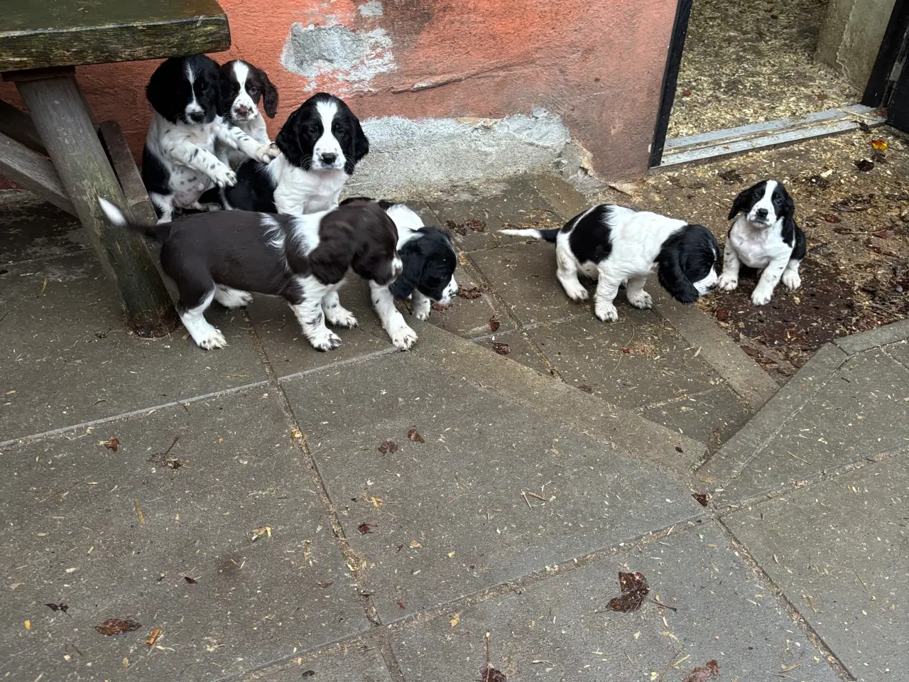 Billede 2 - Engelsk Springer Spaniel