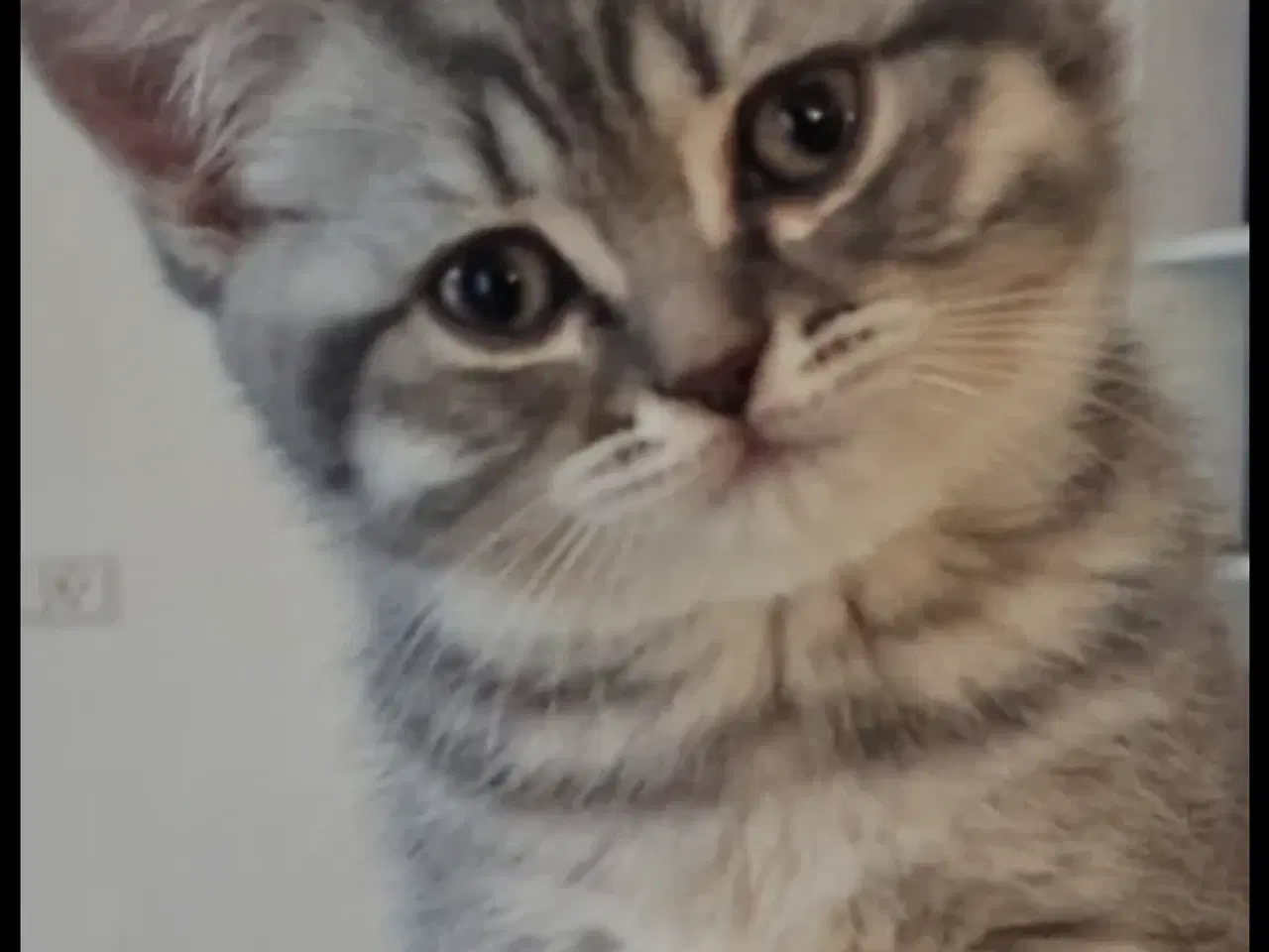 Billede 2 - British Shorthair 