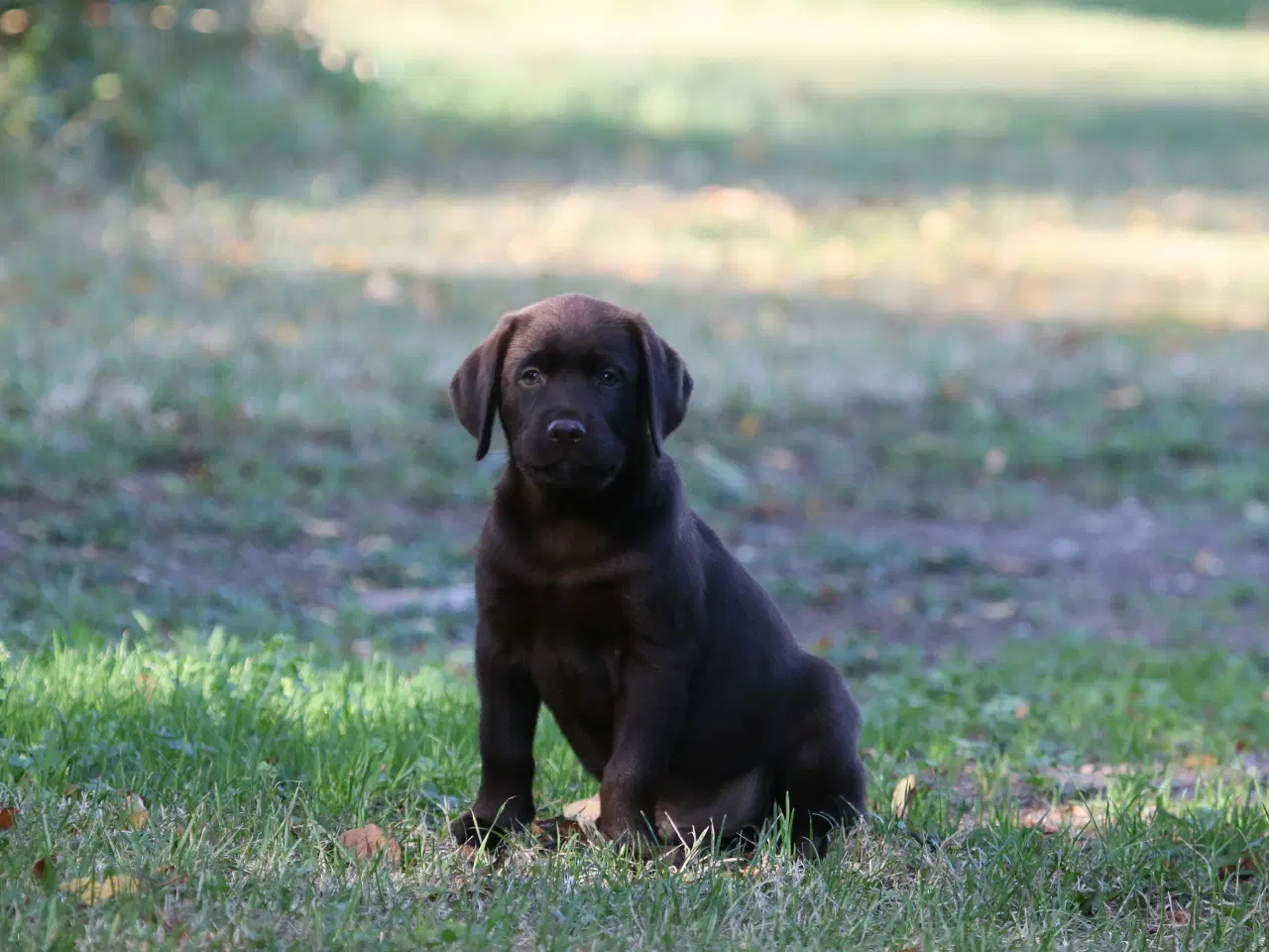 Billede 1 - Labrador