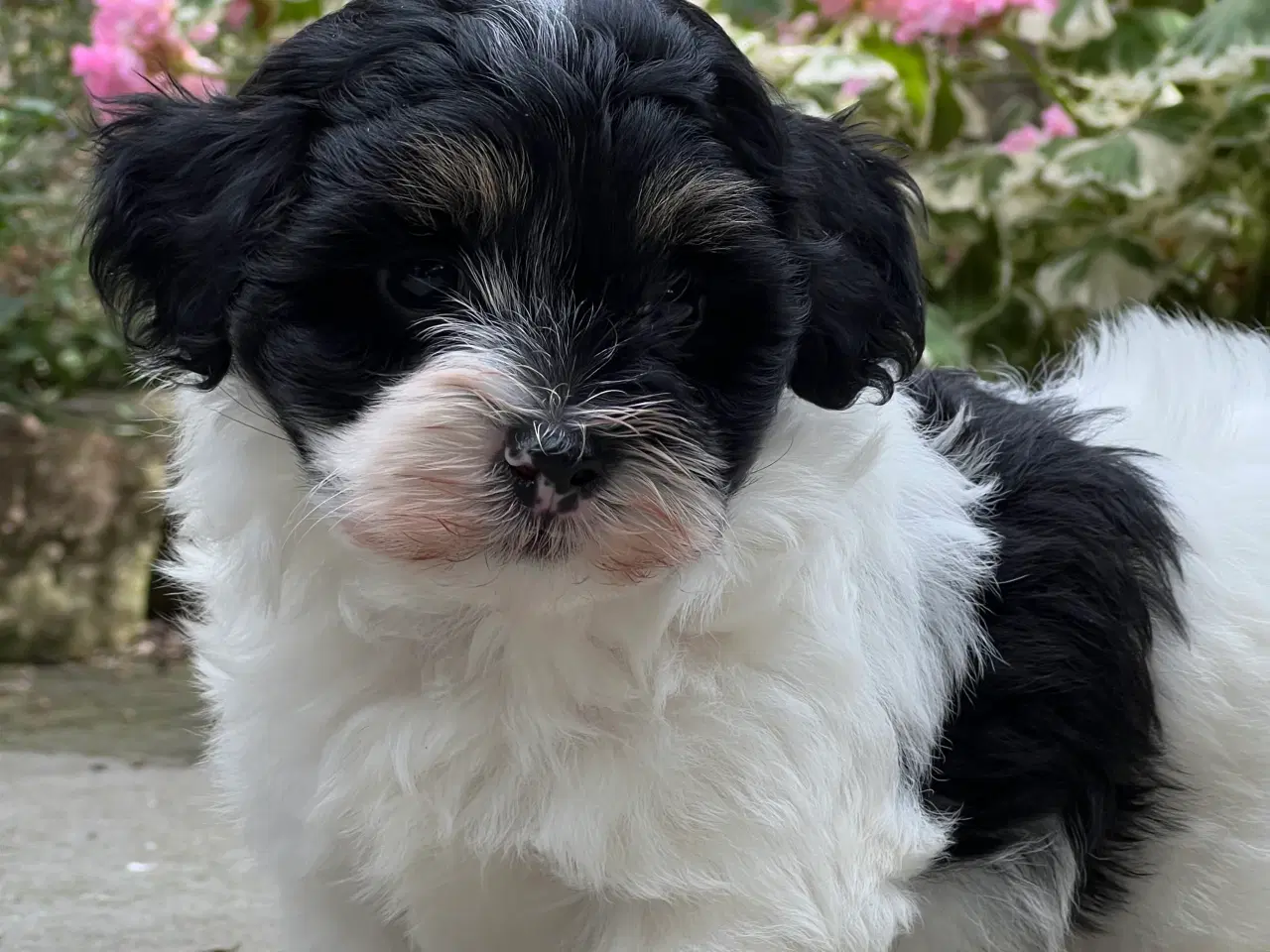 Billede 4 - 🐾Skønne familie hunde 🐾