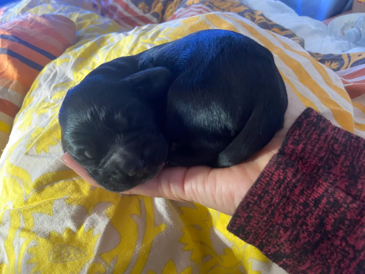 Billede 19 - Eng Cocker spaniels