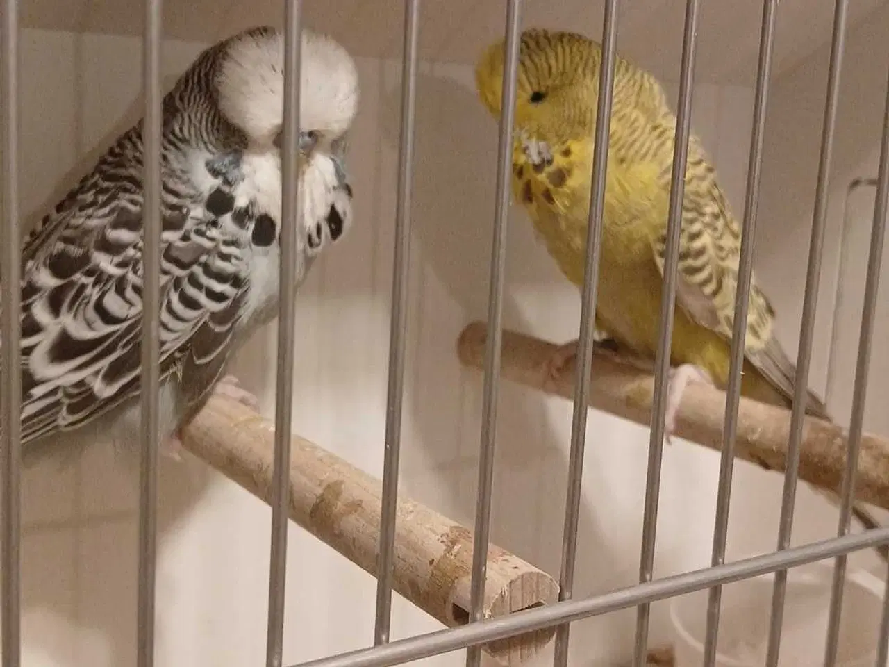 Billede 2 - 1 par Engelske undulater