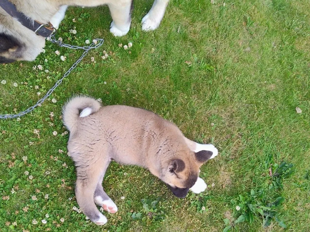 Billede 3 - Dreng hundehvalp Akita American 
