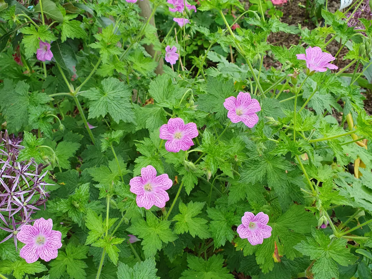 Billede 3 - Forskellige Geranium/Storkenæb