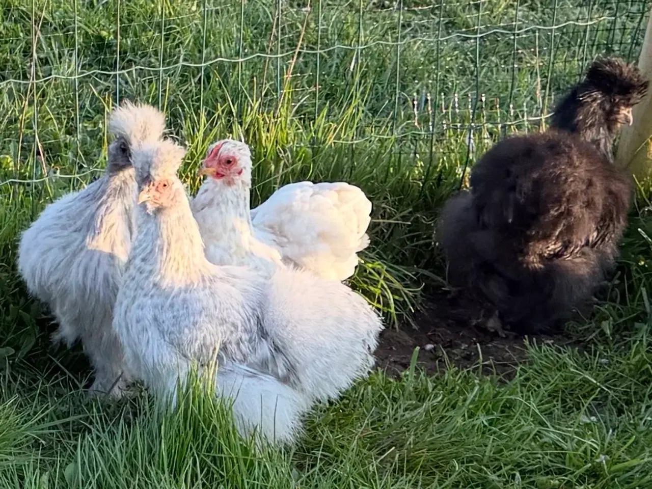 Billede 3 - Silker en kochin og blandings hane