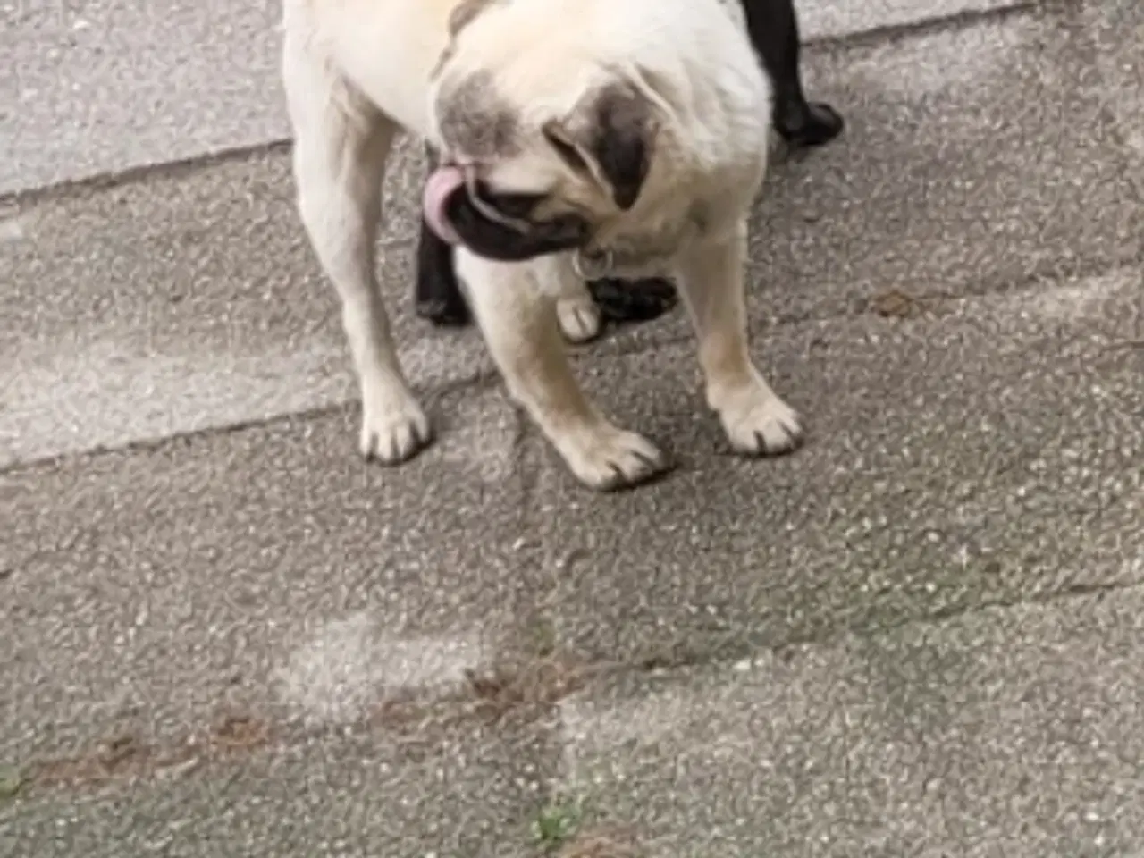 Billede 2 - Mops han elsker damer
