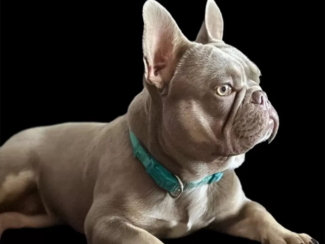 Billede 3 - Fransk bulldog dreng i New Shade Isabella Tan 