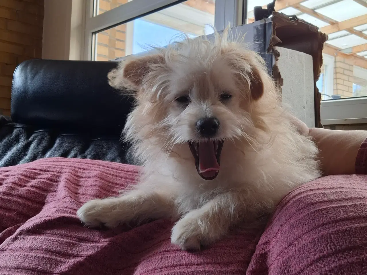 Billede 2 - Pompoo hvalpe 1 drenge klar nu