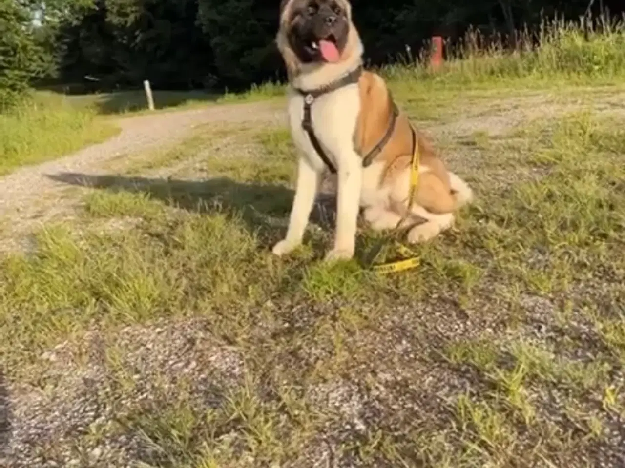 Billede 5 - Hvalpe mixed breed. American akita/ Sort schæfer 