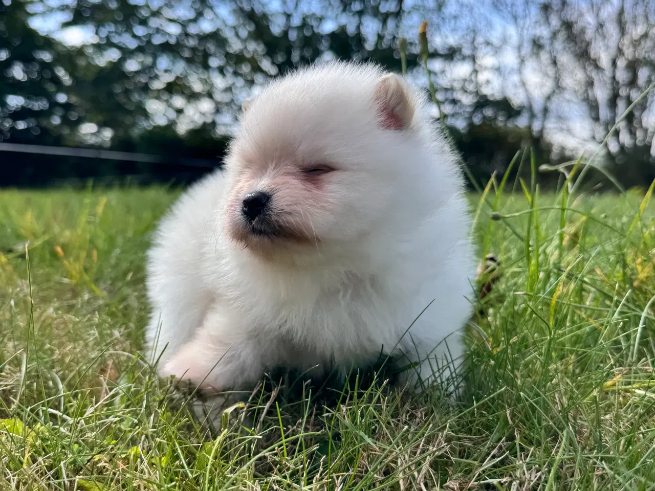 Billede 7 - Pomeranian hvalp 
