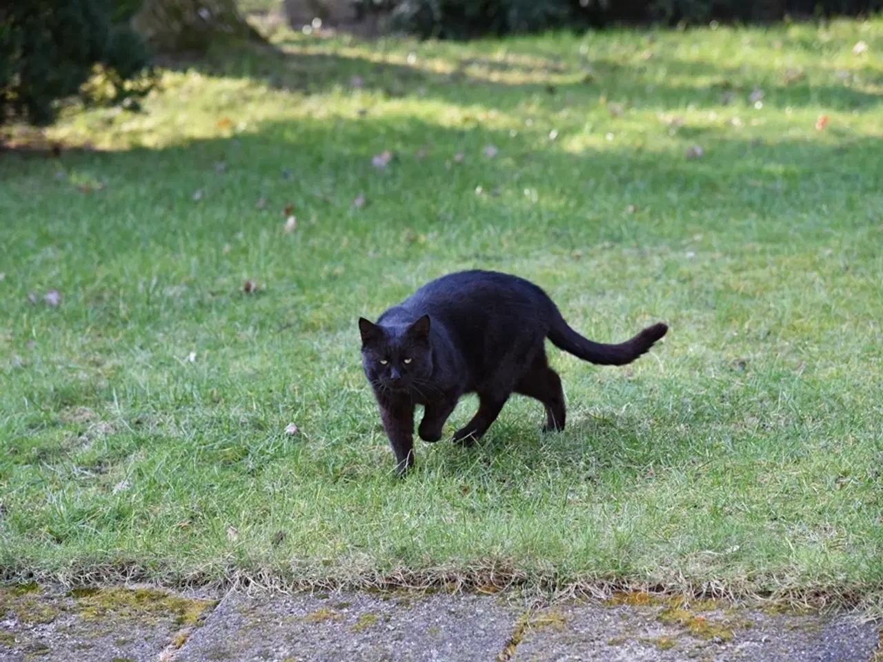 Billede 3 - British Bombay male cat