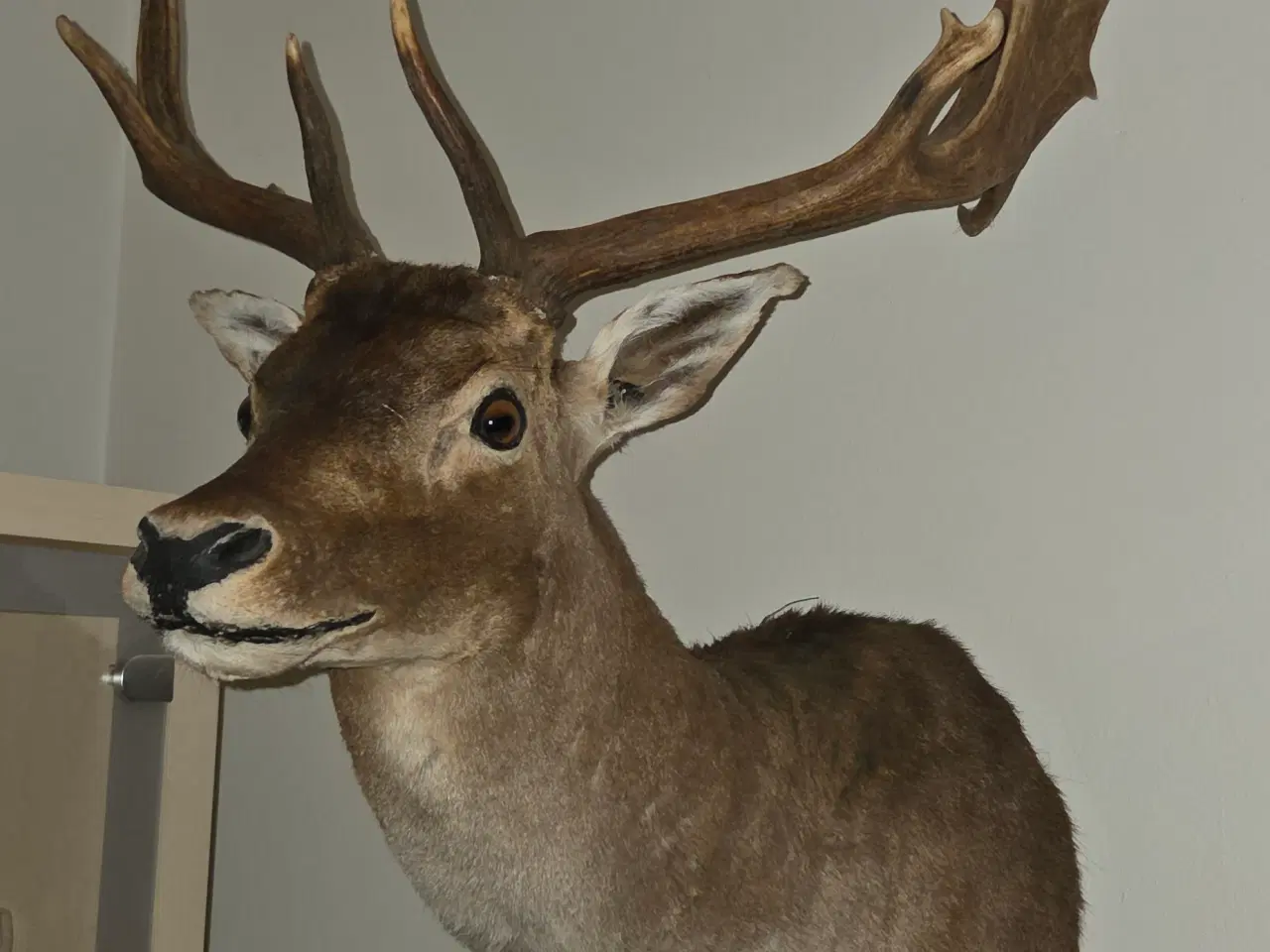 Billede 3 - Dåhjort skulder monteret Gevir