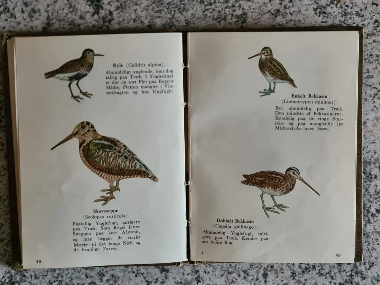 Billede 3 - Fugle Atlas over danske fugle
