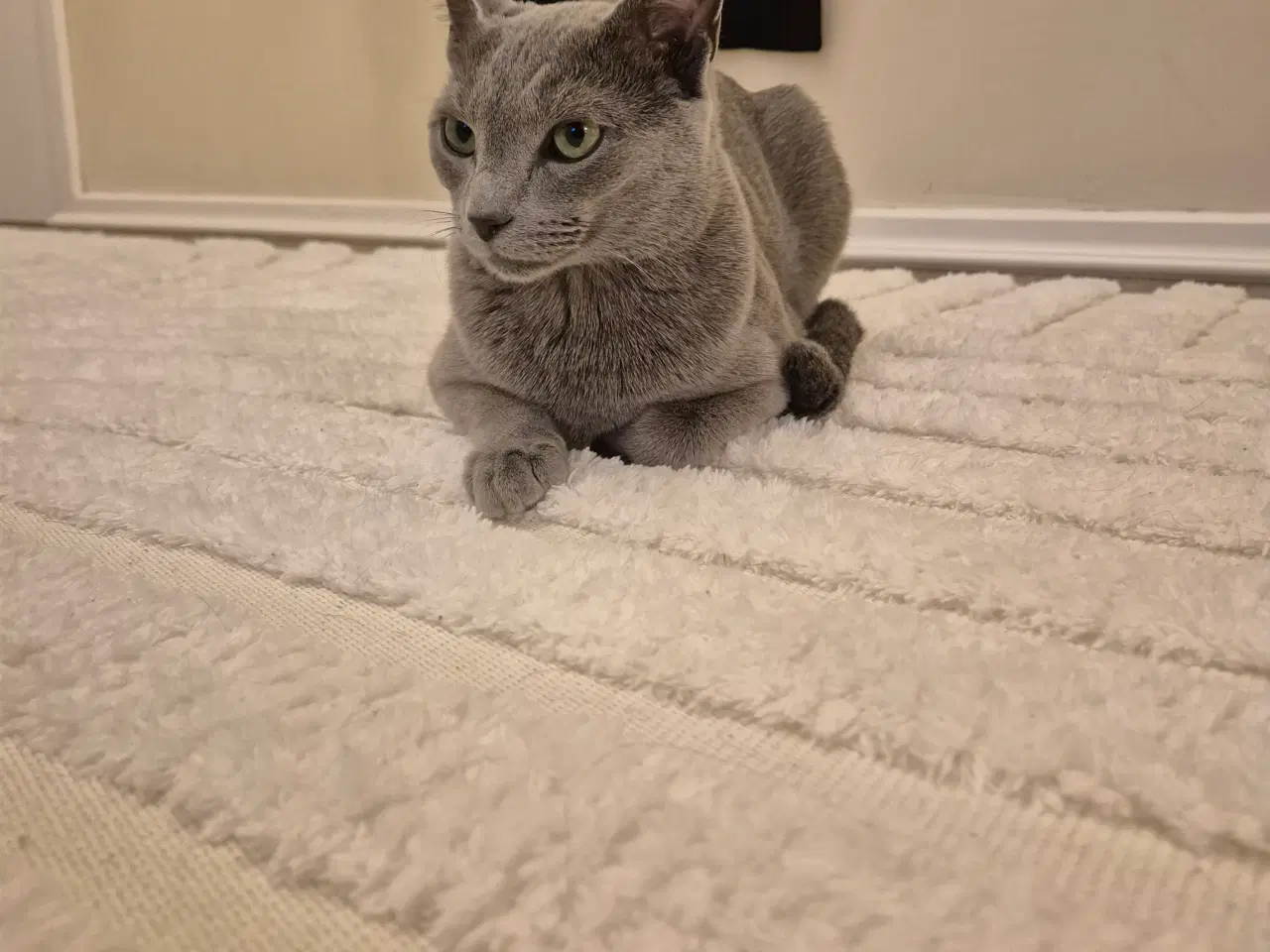 Billede 2 - Russian Blue hankat 