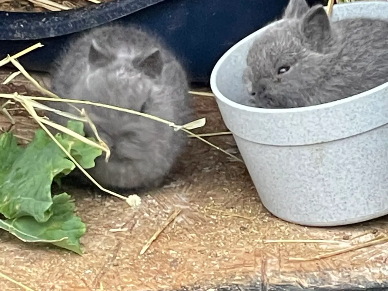 Billede 4 - De sidste 2025 unger