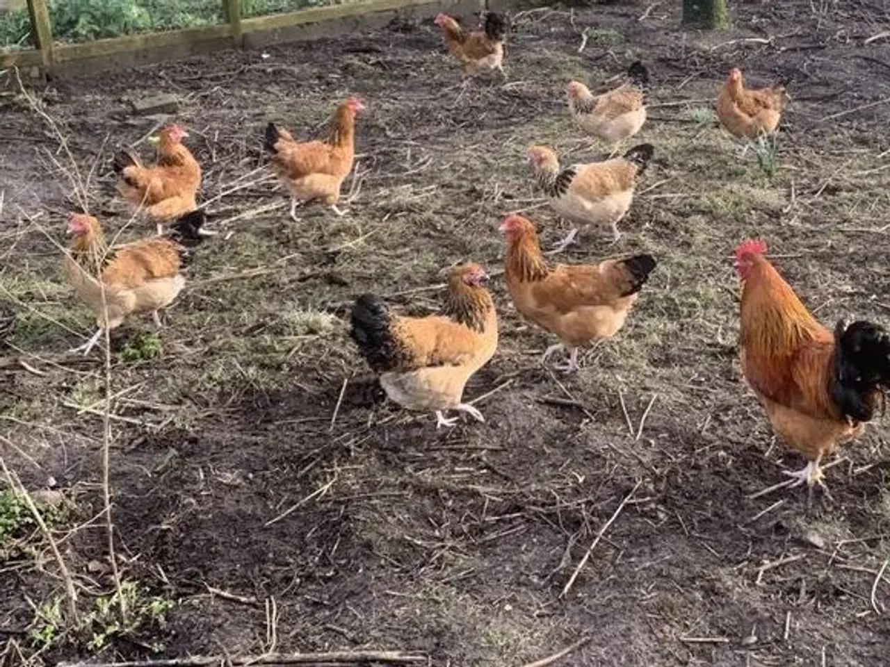 Billede 3 - Nyklækkede Sussex kyllinger