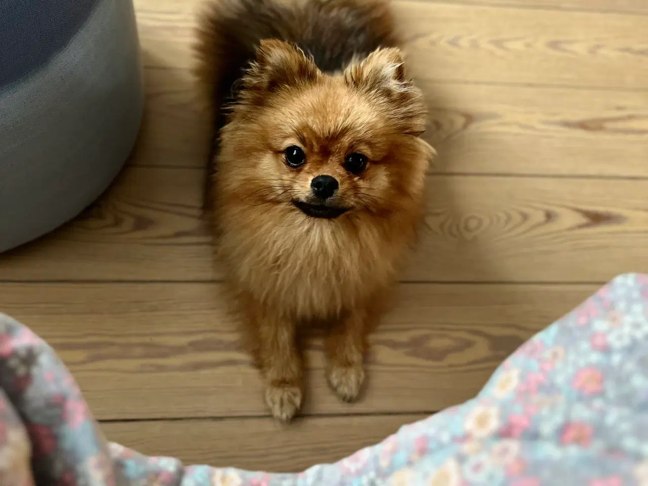 Billede 3 - Hund søger blivende familie med store børn