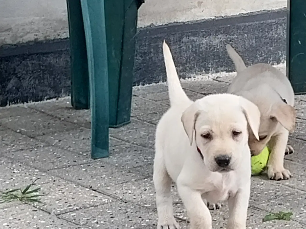 Billede 5 - Gule labrador  hvalpe hanner