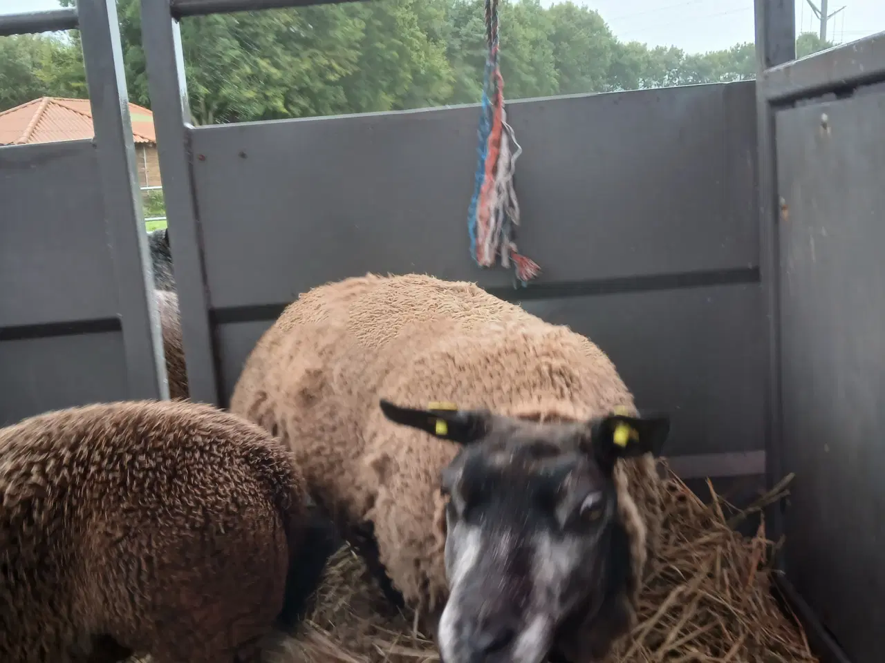 Billede 3 - Blå Texel får og lam