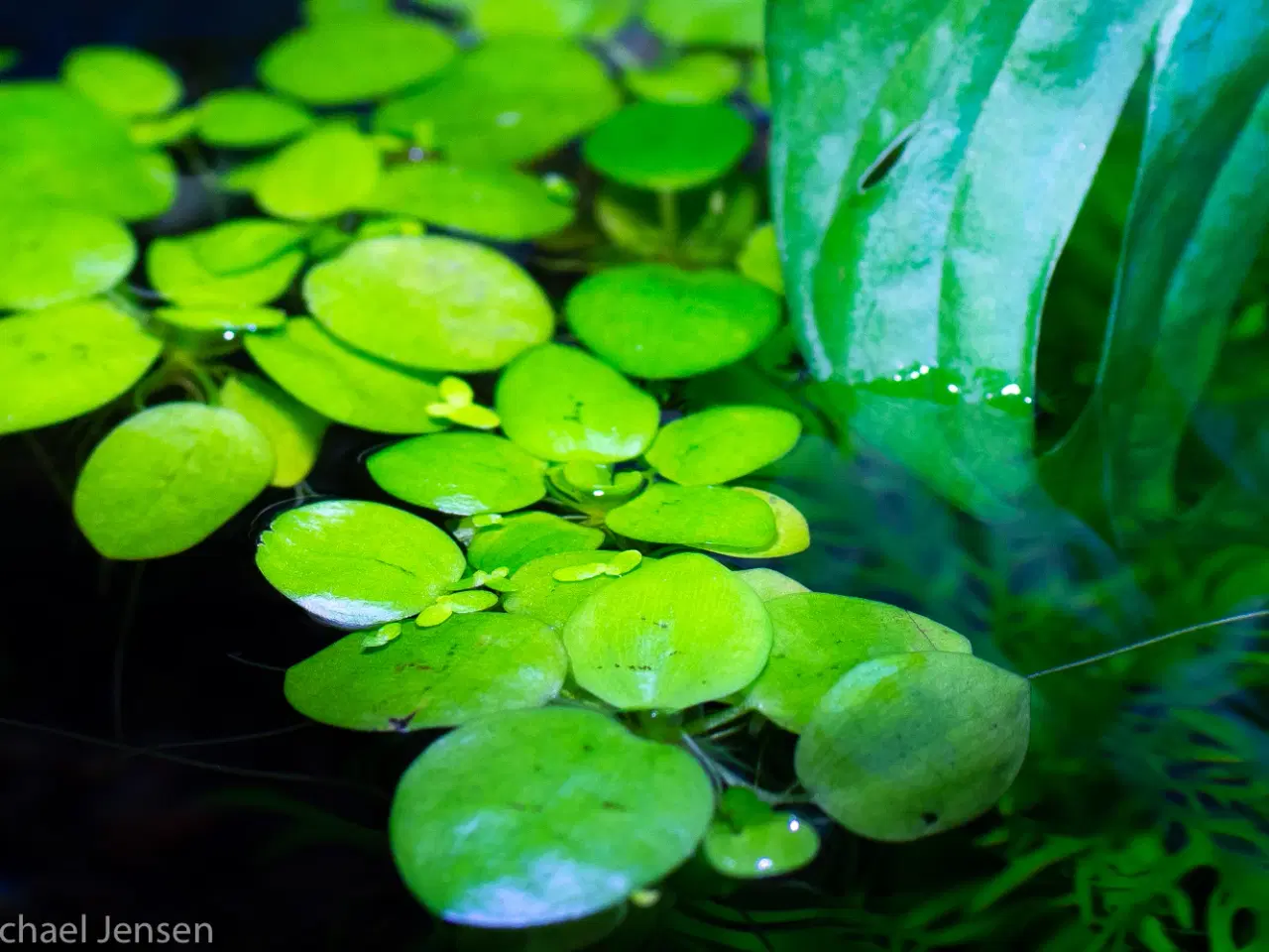 Billede 1 - Frøbid, Frogbit eller Limnobium laevigatum (akvari