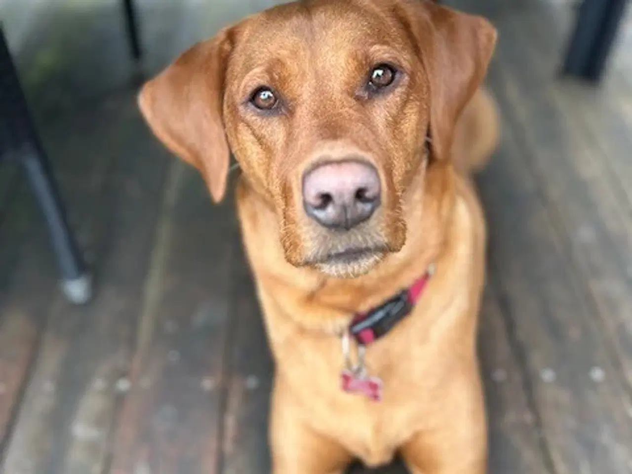 Billede 3 - Red Fox Labrador hvalpe