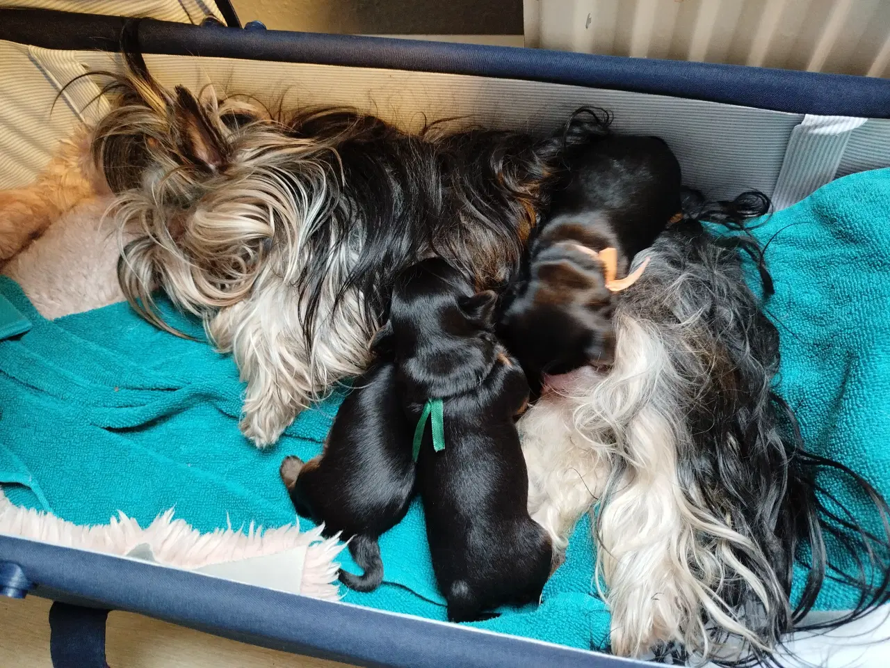 Billede 5 - Yorkshire Terrier hvalpe