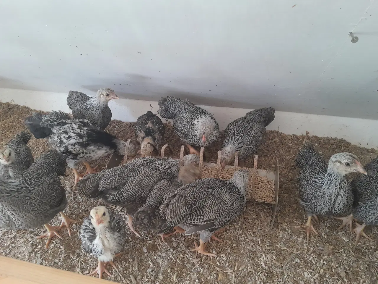 Billede 2 - Sølv sort båndede Dværg wyandotter