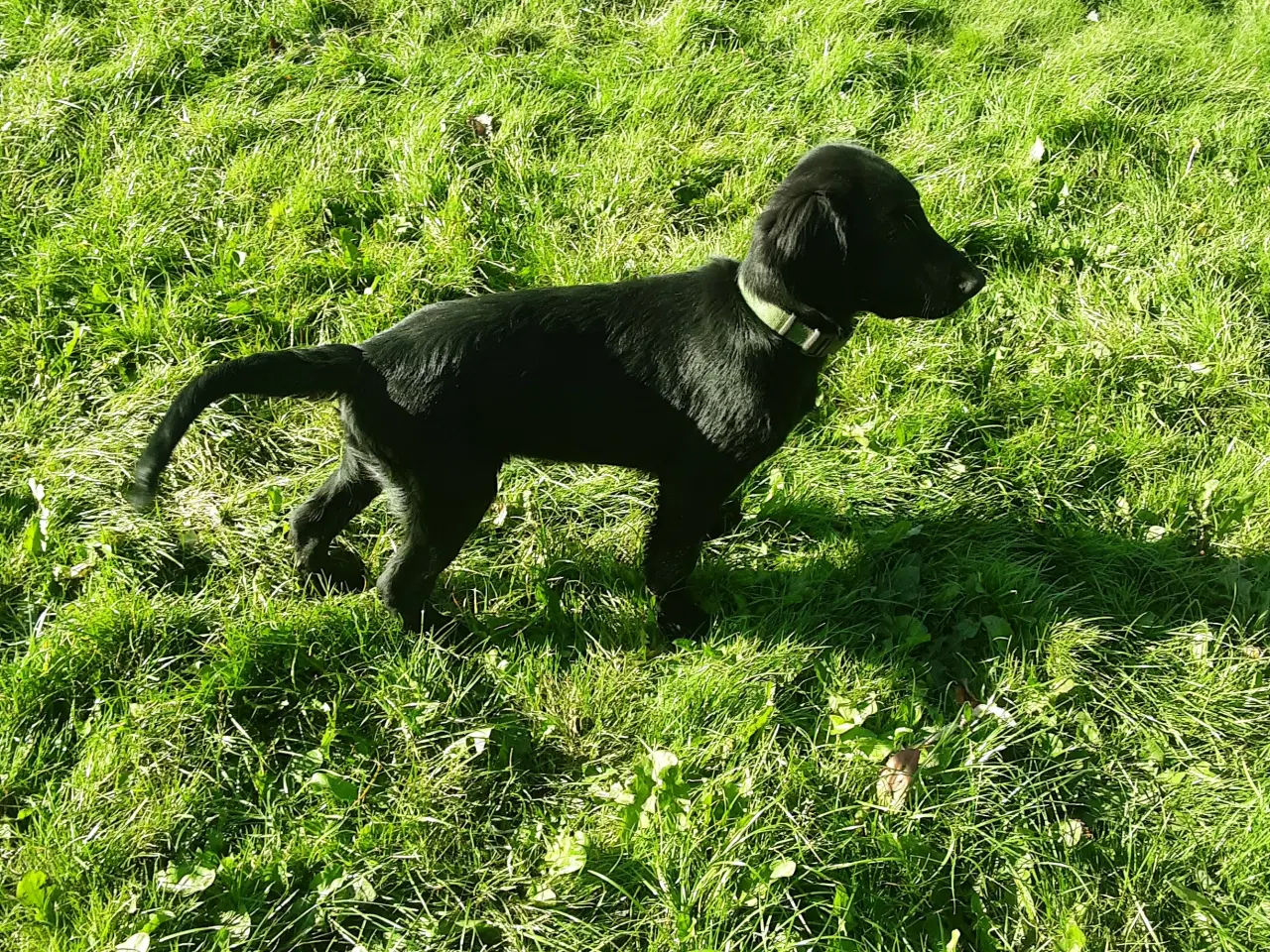 Billede 4 - 15 ugers Flat Coated Retriever  han