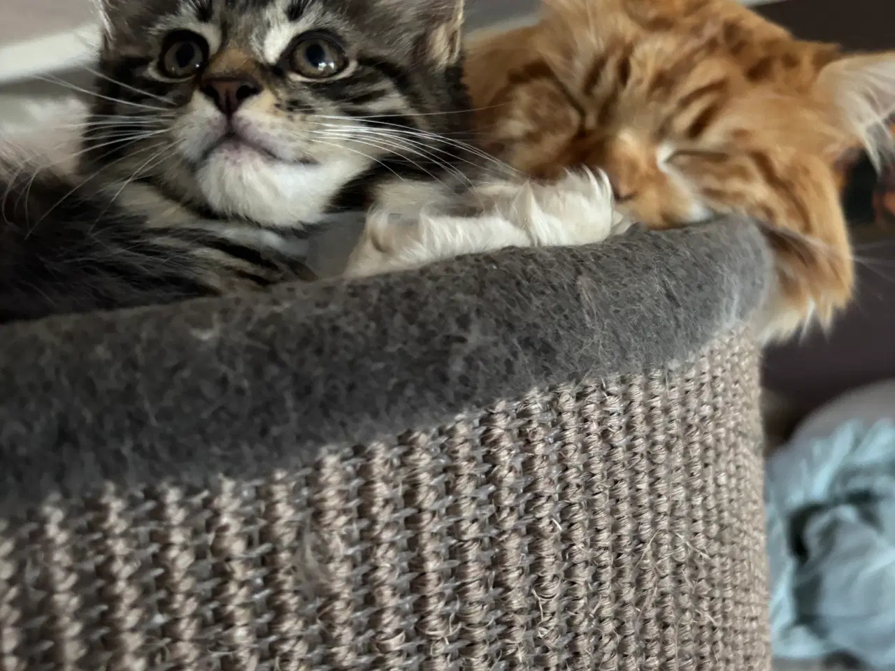 Billede 8 - Smuk kærlig Maine coon pige