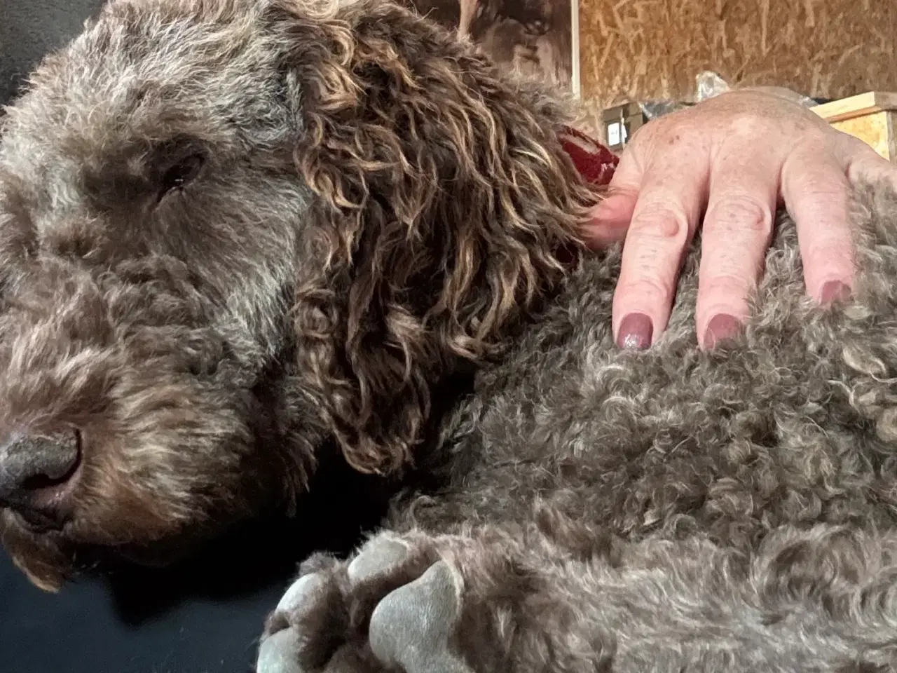Billede 3 - Lagotto