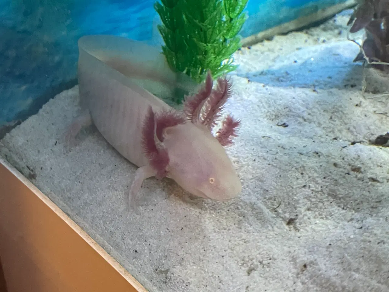 Billede 4 - Axolotl 