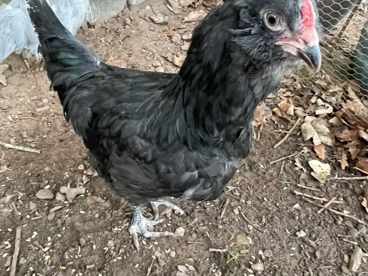 Billede 2 - Engelsk Araucana kyllinger 