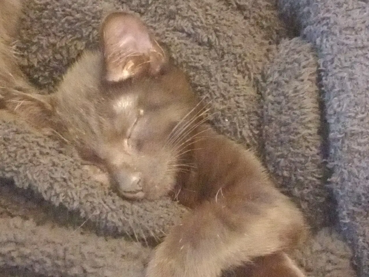 Billede 7 - 11 uger killinger 