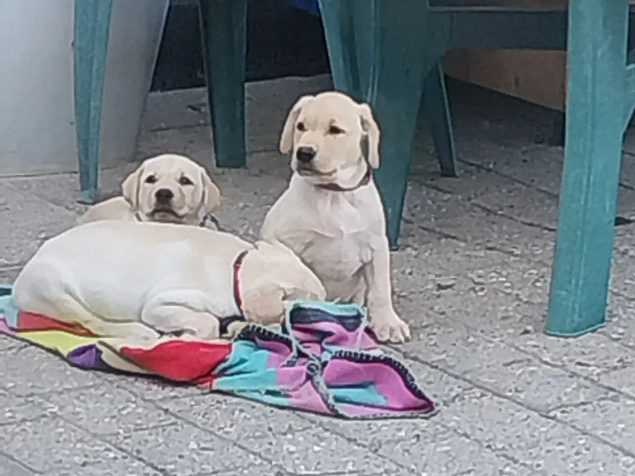 Billede 6 - Gule labrador hvalpe.