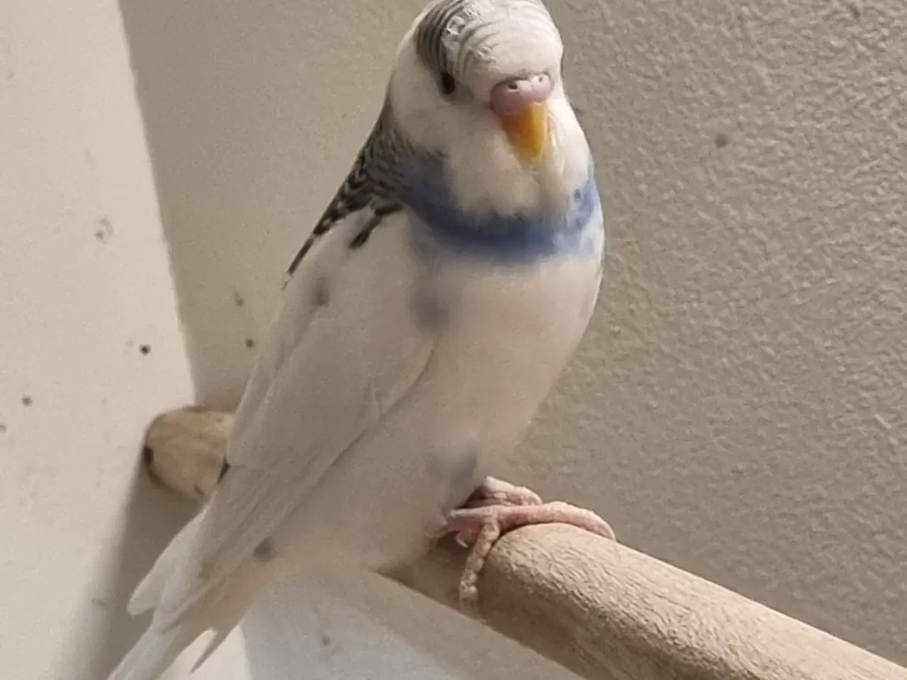 Billede 1 - Undulat unger