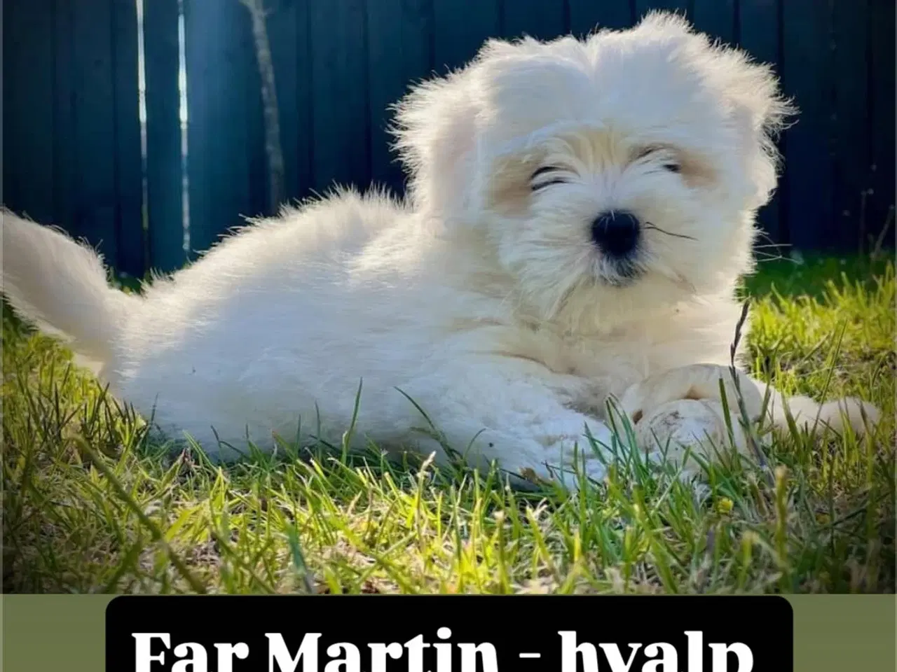 Billede 5 - Ægte Coton de Tulear