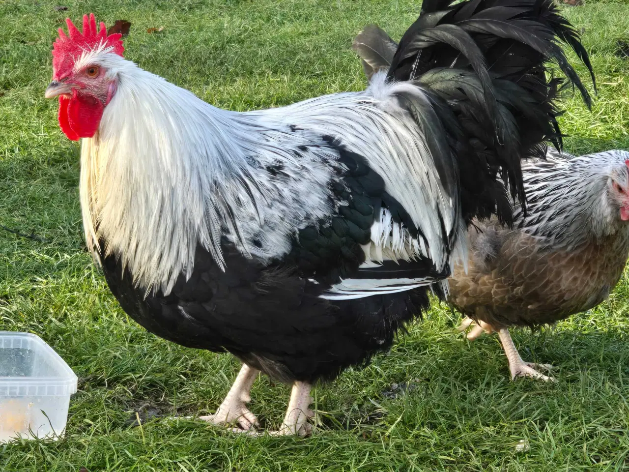 Billede 2 - Høns Dorking