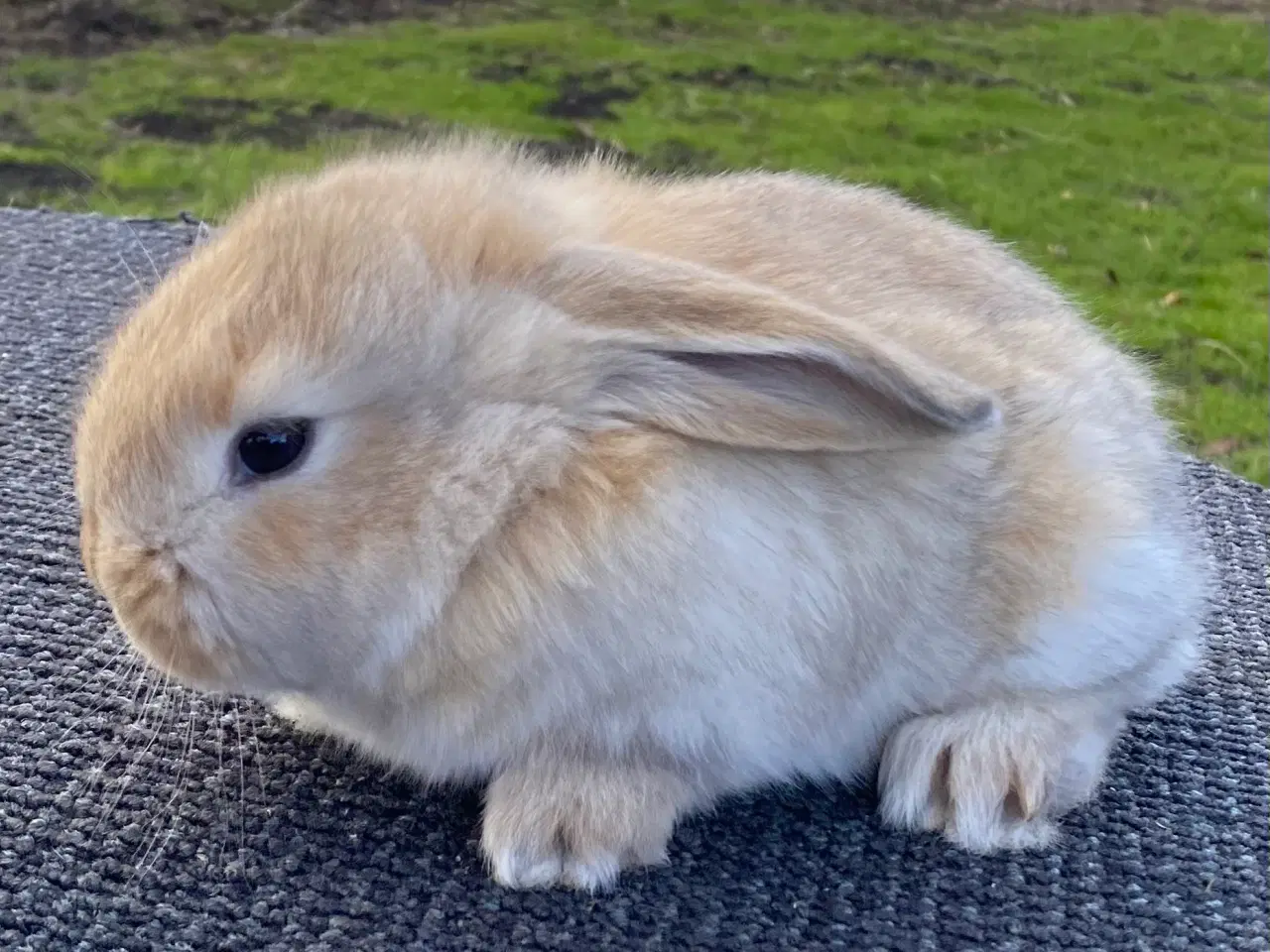 Billede 7 - FRANSK VÆDDER HUN VILDTGUL