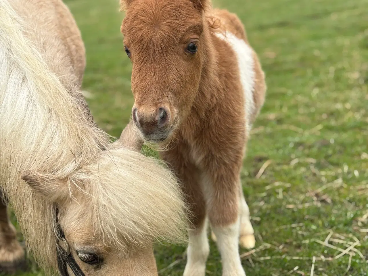 Billede 5 - Palominobroget hingsteføl 