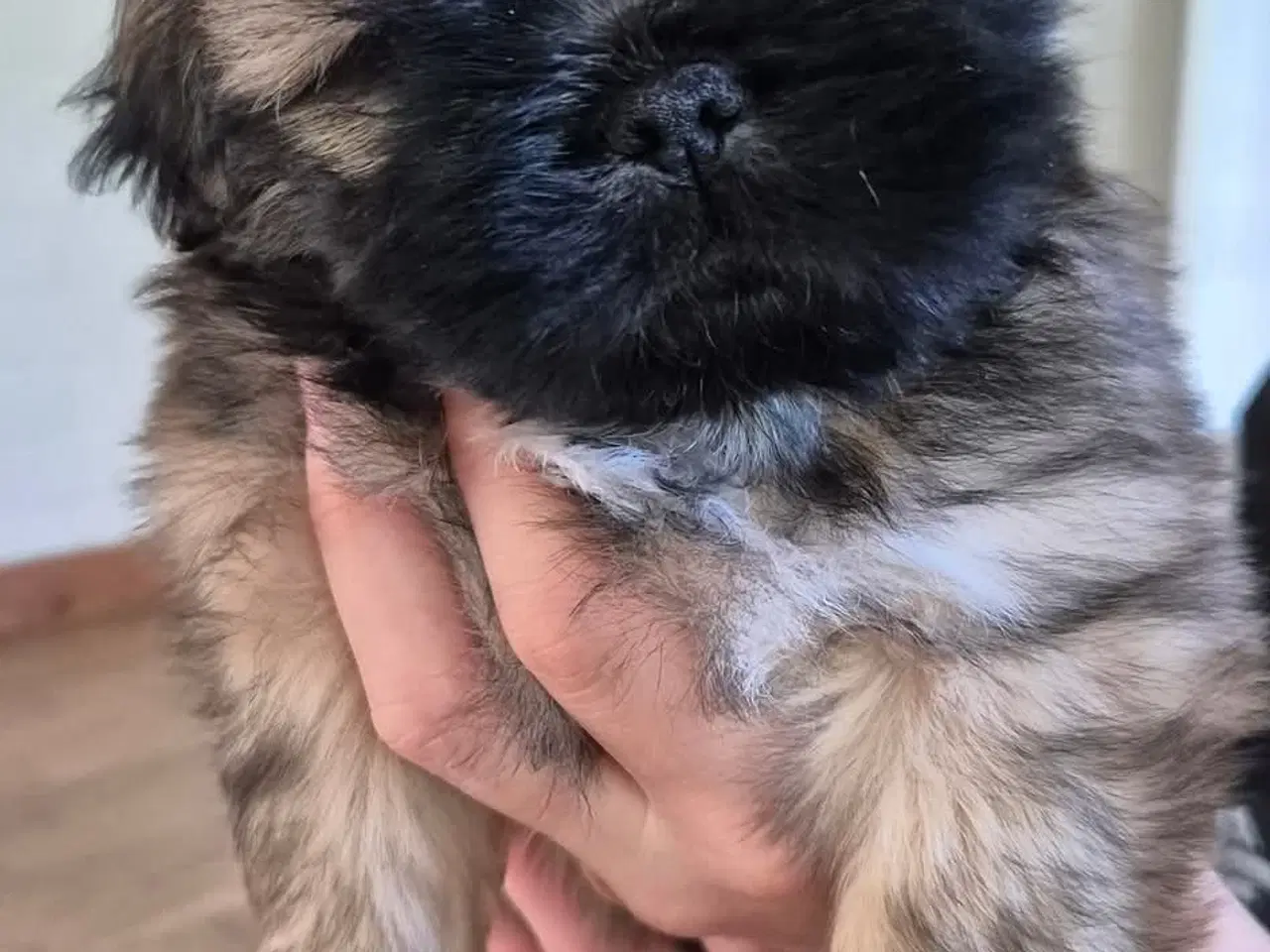 Billede 2 - Shih Tzu hvalpe